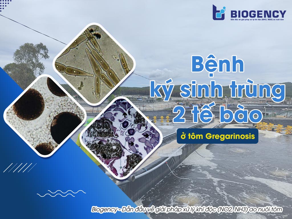 Bệnh ký sinh trùng 2 tế bào ở tôm Gregarinosis (hay Gregerine)