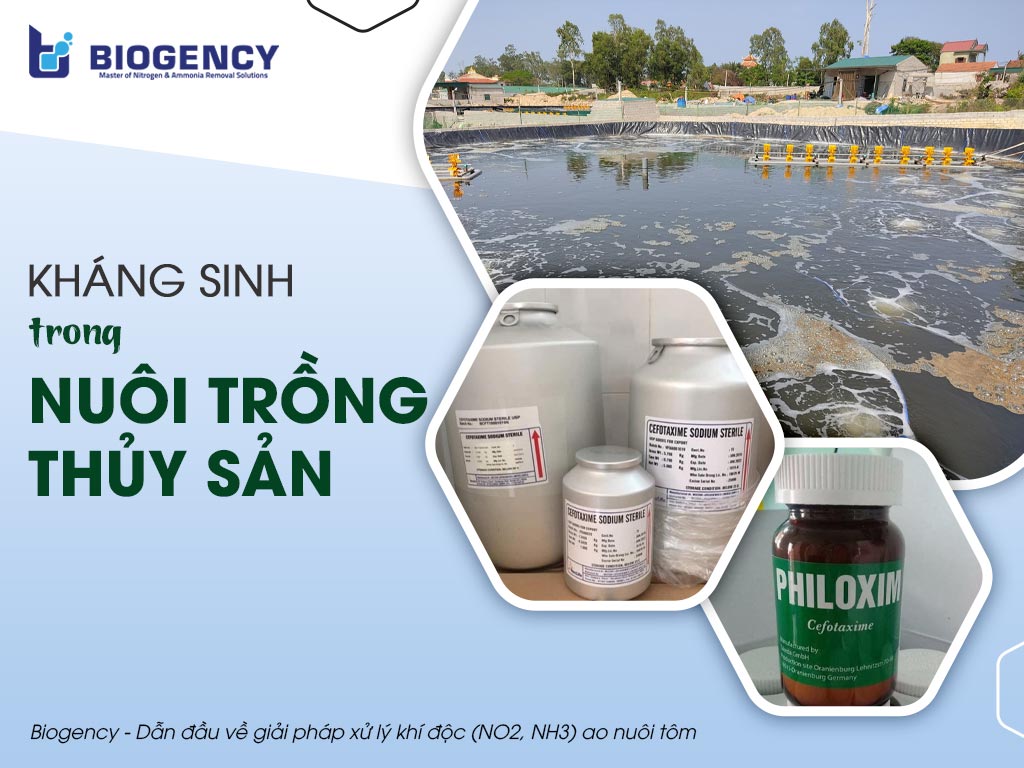 Kháng sinh trong nuôi trồng thủy sản