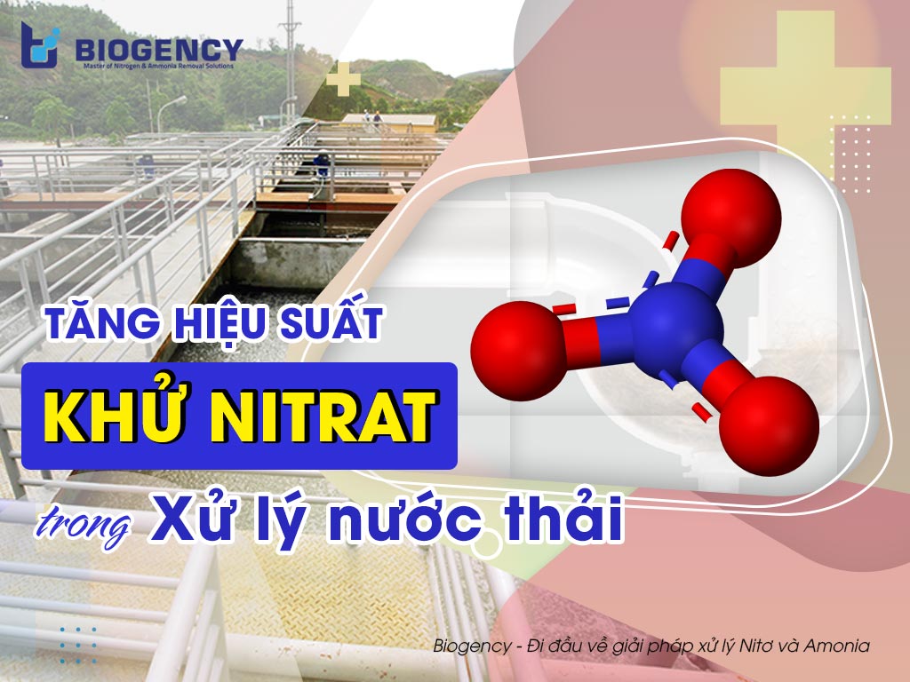 quá trình khử nitrat là quá trình chuyển hóa
