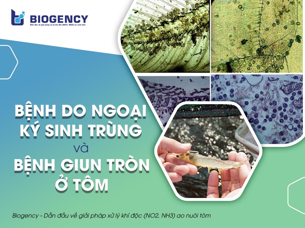 Bệnh do ngoại ký sinh trùng Zoothamnium và bệnh giun tròn ở tôm