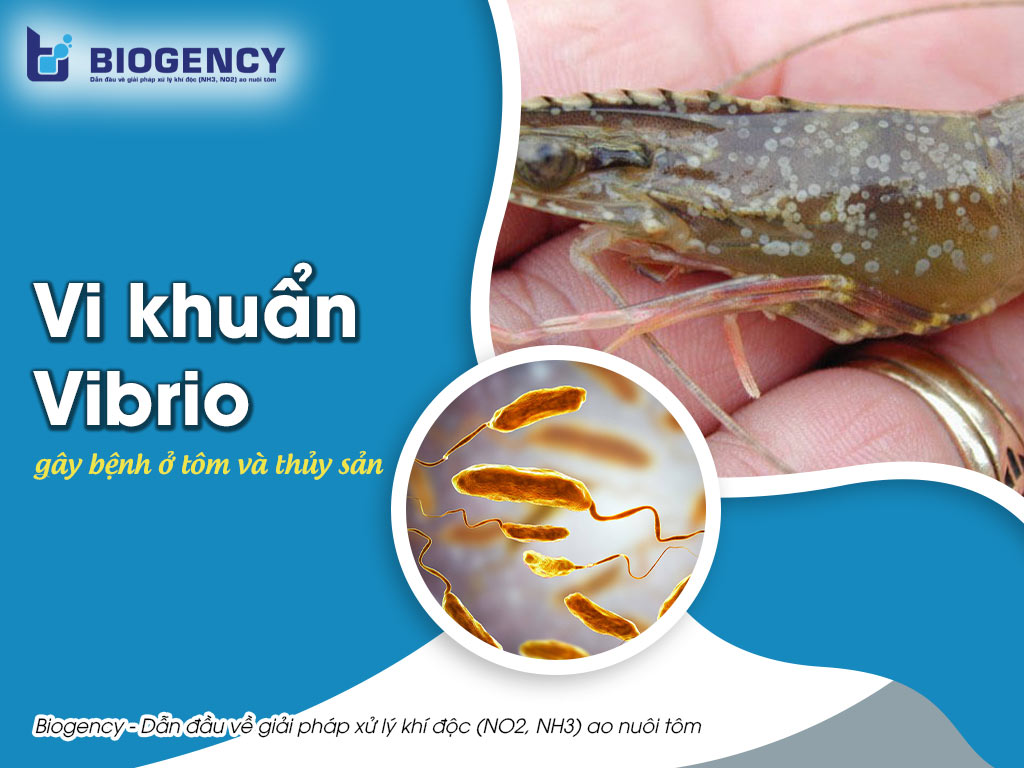 Vi khuẩn Vibrio gây bệnh ở tôm và động vật thủy sản