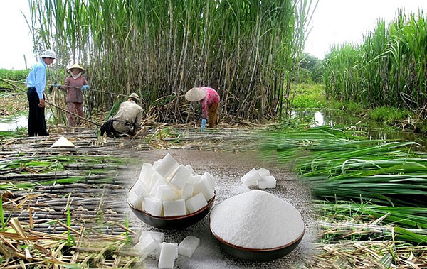 Ngành công nghiệp mía đường phát sinh nhiều nước thải