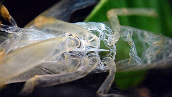 Vỏ tôm sau khi lột