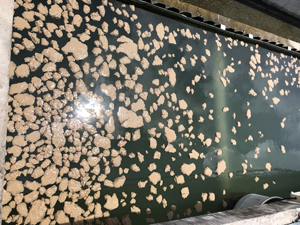 Bùn nổi bể lắng do quá trình Nitrat hóa.