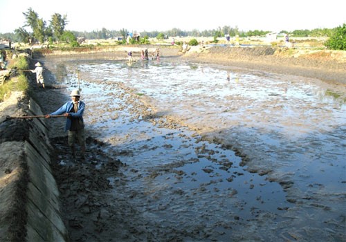 Nạo vét bùn là một trong những cách làm sạch đáy ao tôm trước khi vào vụ mùa mới.