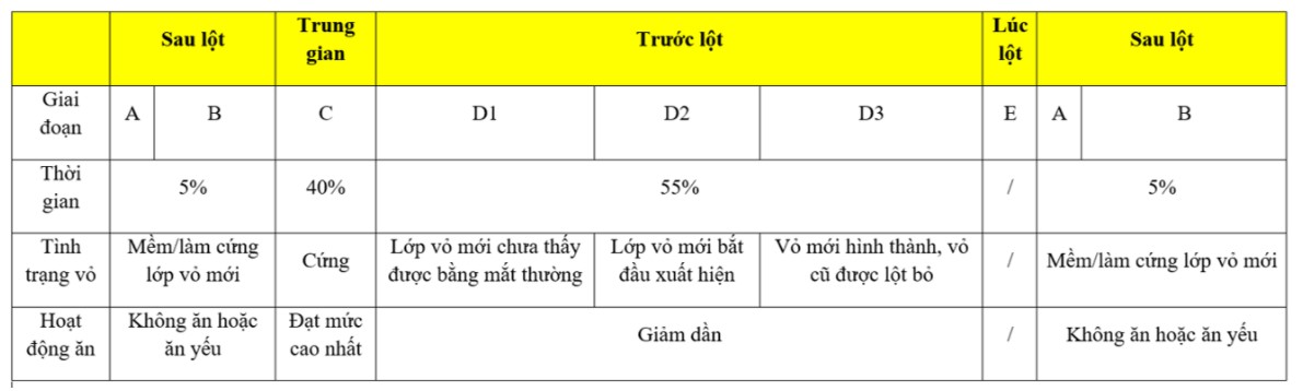 Tóm tắt quá trình lột vỏ của tôm