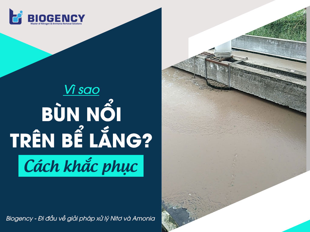 bùn nổi trên bể lắng