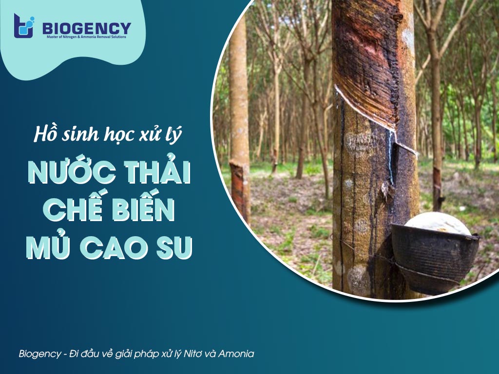 nước thải chế biến mủ cao su