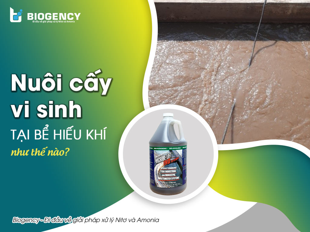nuôi cấy vi sinh