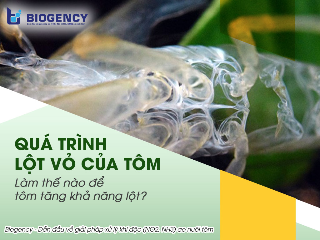 quá trình lột vỏ của tôm