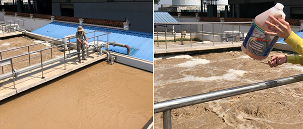 Nuôi cấy phục hồi hệ vi sinh nước thải cao su bằng vi sinh Microbe-Lift IND