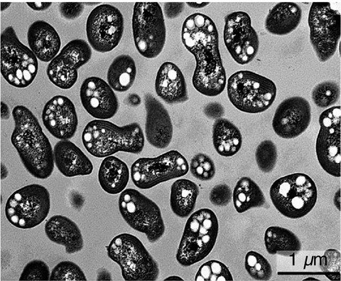 Vi khuẩn Nitrobacter dưới ống nhìn kính hiển vi.