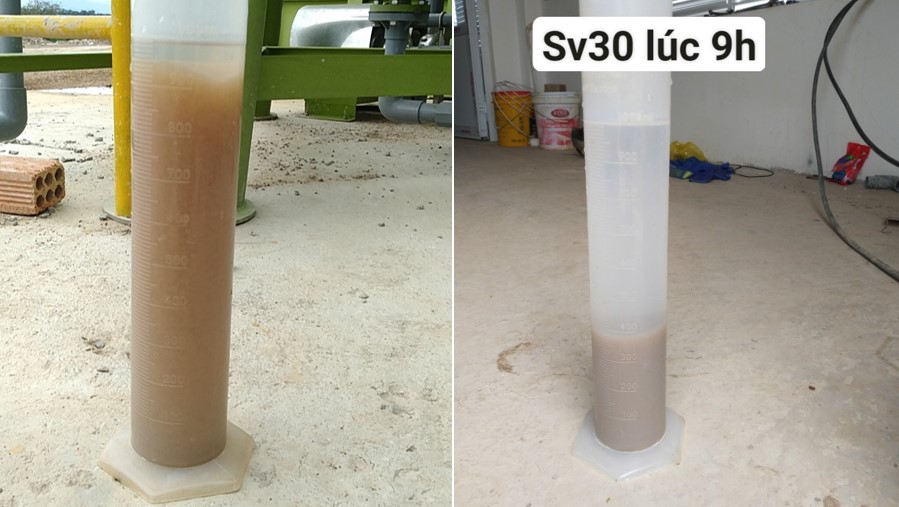 Nuôi cấy và phục hồi vi sinh sau khi sốc tải