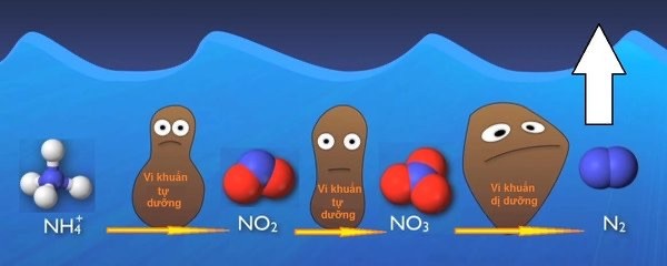 Quá trình chuyển hóa các thành phần chứa Nitơ trong nước thải sinh hoạt.