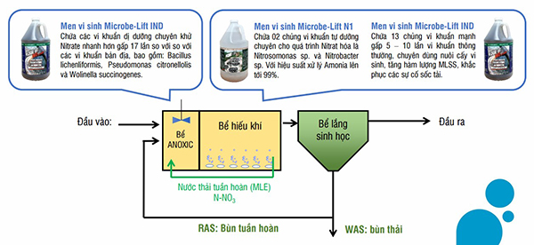Vi sinh được khuyến khích bổ sung vào bể xử lý nước thải để xử lý Amonia và Tổng Nitơ