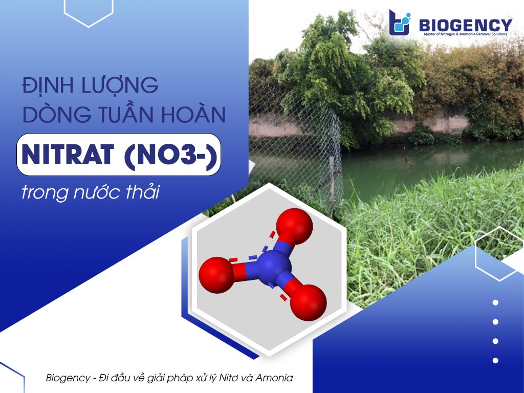 định lượng dòng tuần hoàn nitrat