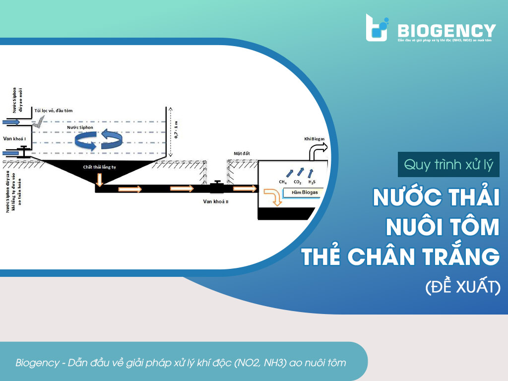 quy trình xử lý nước thải nuôi tôm thẻ chân trắng