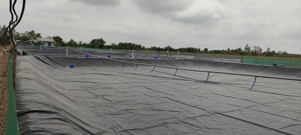 Bố trí ao nuôi tôm