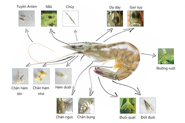 Tổng quan cấu tạo của tôm thẻ chân trắng