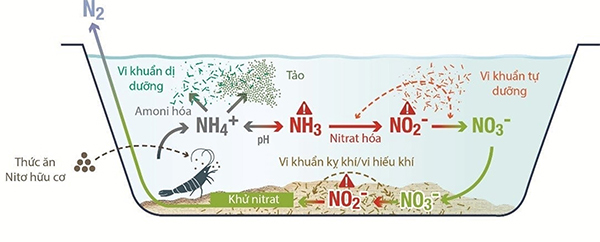 Cơ chế hình thành khí độc trong ao nuôi tôm