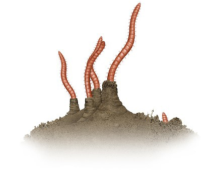 Giun chỉ đỏ Tubifex sống bám trên bùn.