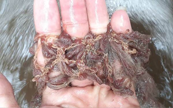 Giun Tubifex theo dòng chảy đi vào hệ thống xử lý nước thải