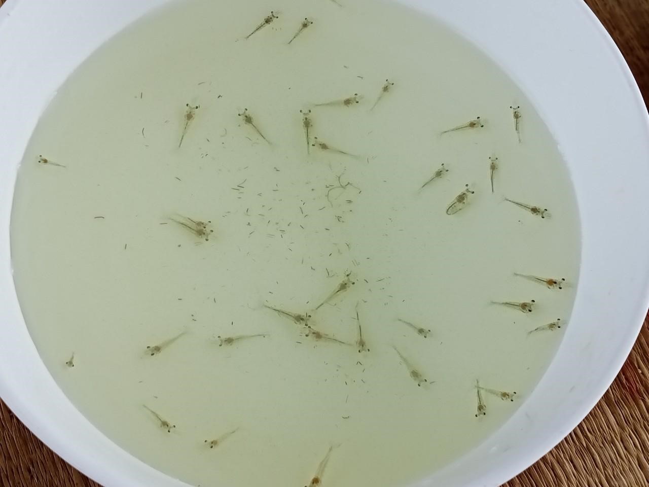 Lựa chọn tôm giống có chất lượng tốt là một trong những biện pháp hạn chế chết tôm trong quá trình nuôi