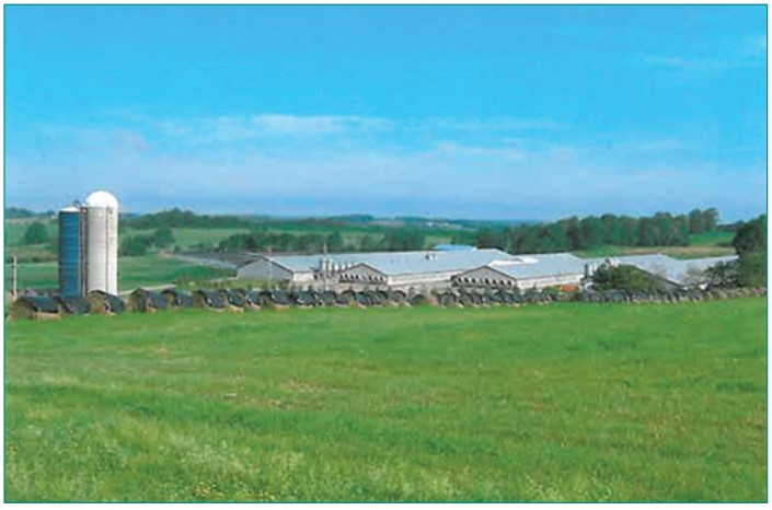 Hoạt động của lợn nái CVFF, nước thải được gửi đến hai đầm tiếp nhận cứ sau một đến hai tuần