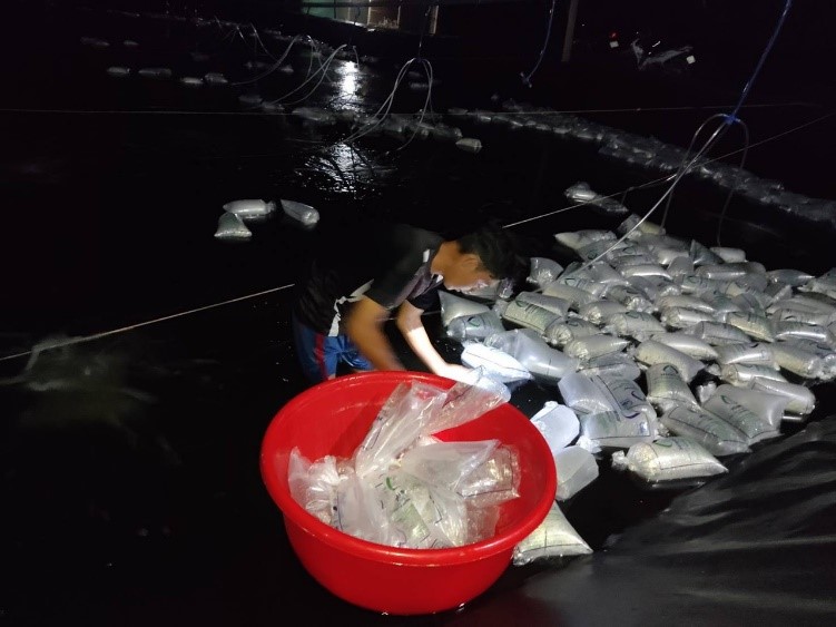 Thả tôm giống xuống ao nuôi.