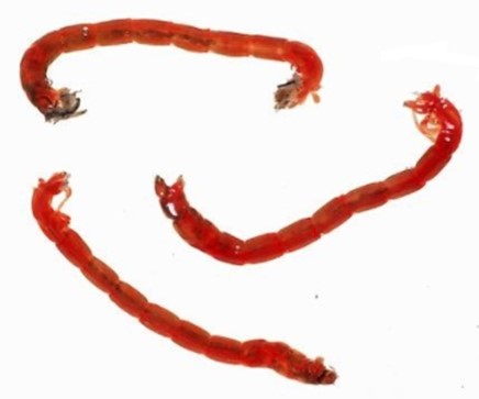 Trùng đỏ / Ấu trùng Midge Fly