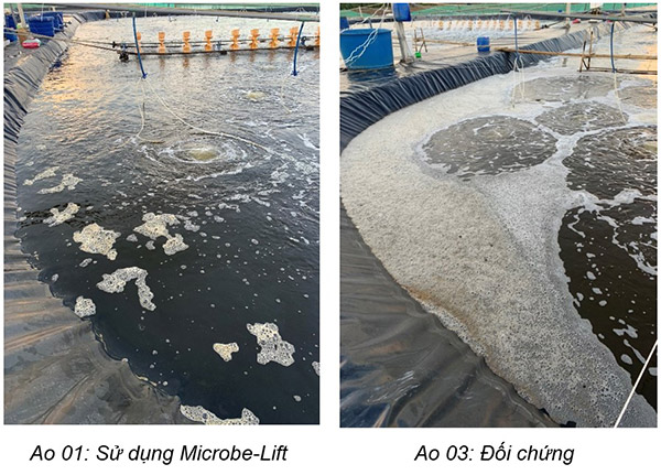 Ao sử dụng men vi sinh nuôi tôm Microbe-Lift chất lượng nước tốt hơn, ít xác tảo và màu nước ổn định hơn.