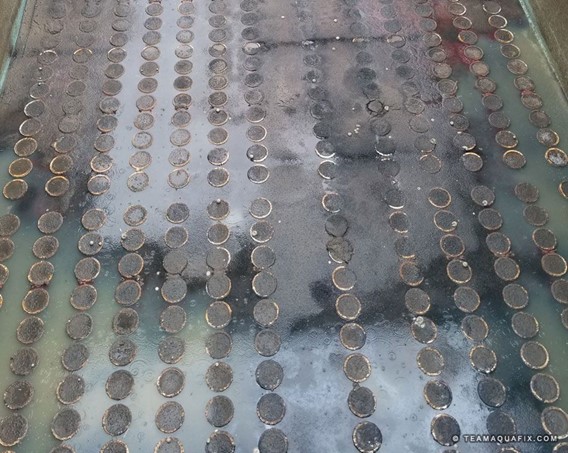 Sự xuất hiện của giun đỏ Midge Fly trong bể hiếu khí