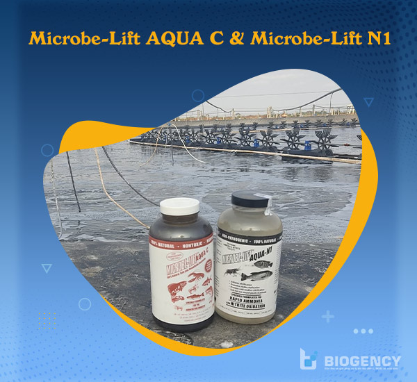 Bộ đôi Men vi sinh AQUA C (Xử lý nước) và AQUA N1 (Xử lý khí độc) đến từ Microbe-Lift.