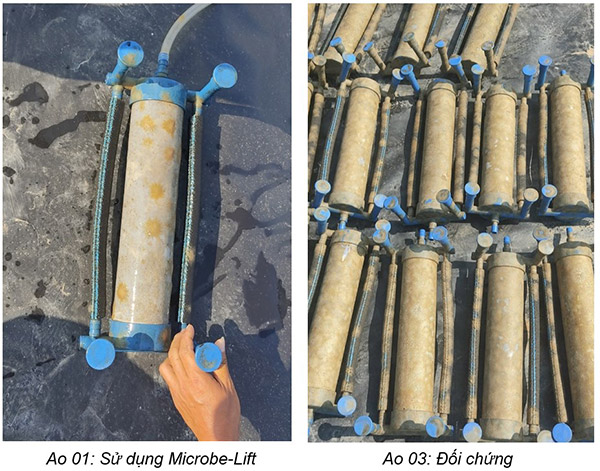 Nấm đồng tiền giảm rõ rệt khi sử dụng men vi sinh nuôi tôm Microbe-Lift