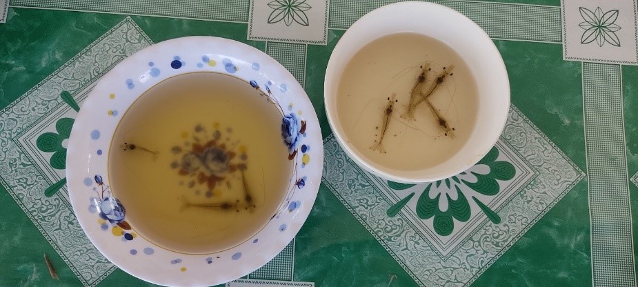 Vỏ lột rất nhiều ở ao sử dụng Microbe-Lift.