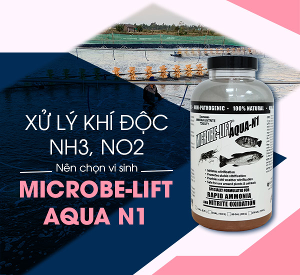 Men vi sinh Microbe-Lift AQUA N1 chứa hai chủng vi sinh chuyên biệt cho quá trình xử lý NH3, NO2 trong ao tôm