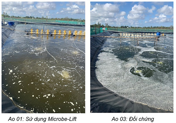 Ao nuôi tôm sử dụng men vi sinh Microbe-Lift tảo ít hơn nhiều, màu nước đẹp, phù hợp cho tôm thẻ chân trắng