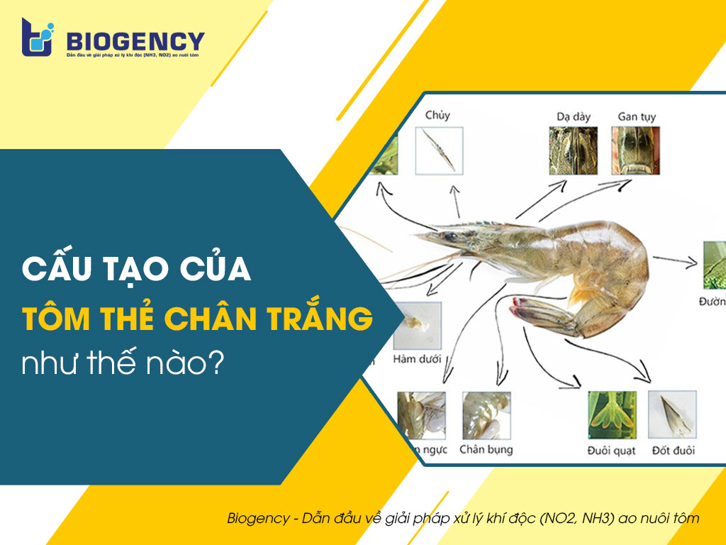 cấu tạo của tôm thẻ chân trắng