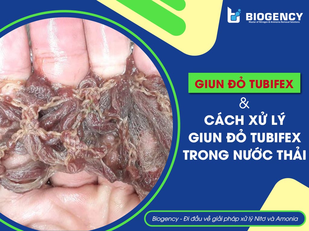 giun đỏ tubifex