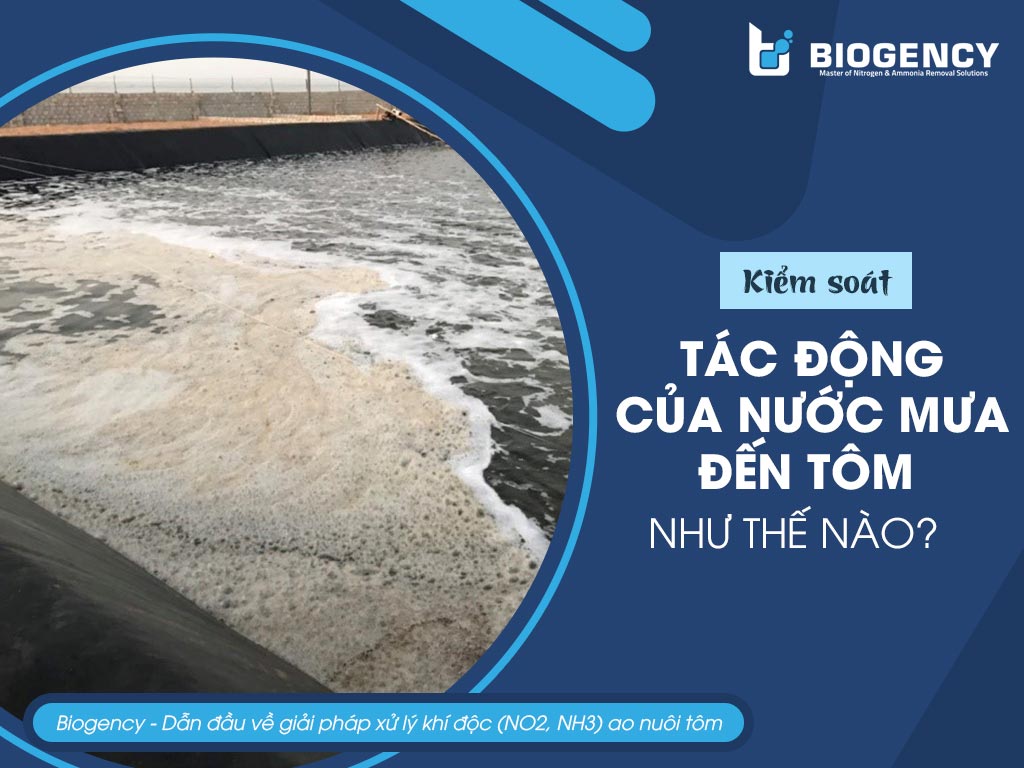 tác động của nước mưa đến tôm