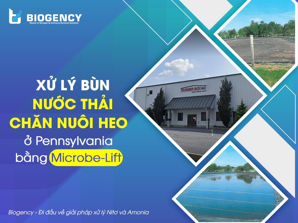 xử lý bùn nước thải chăn nuôi heo