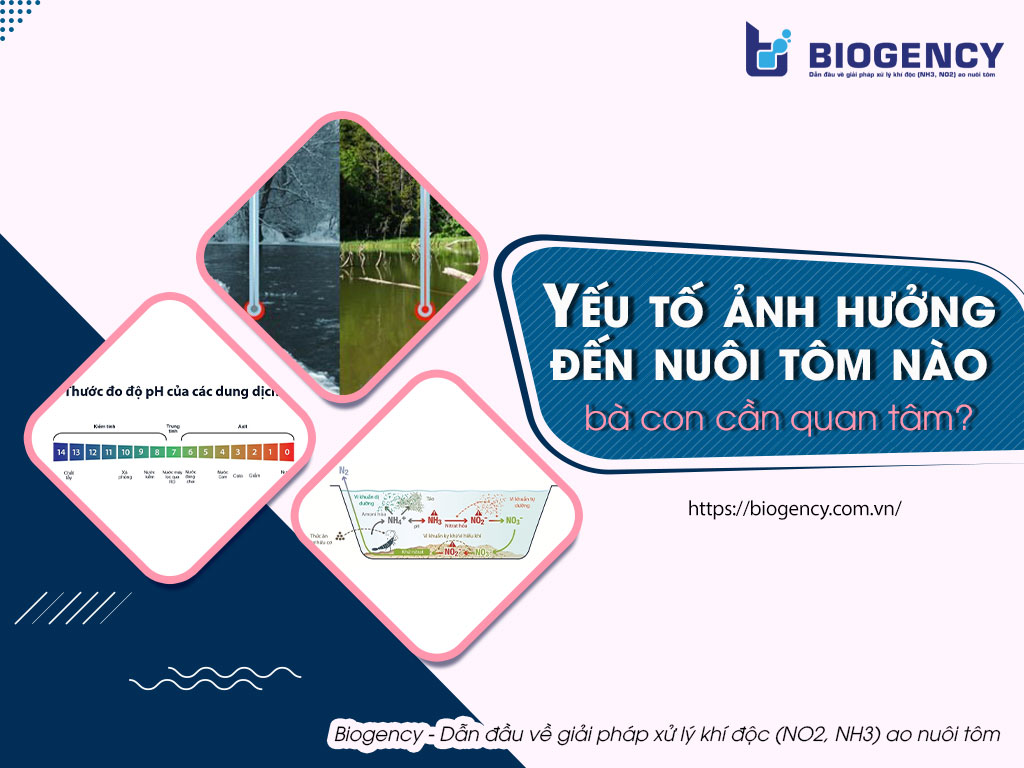 yếu tố ảnh hưởng đến nuôi tôm