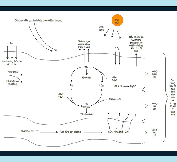 Sơ đồ xử lý nước thải nuôi tôm bằng phương pháp ao sinh học tại ao tùy nghi