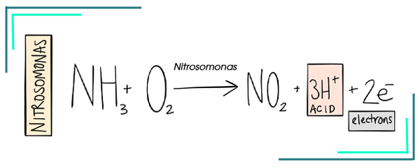 Quá trình chuyển hóa từ NH₃ về NO₂ với sụ góp mắt của chủng vi khuẩn Nitrosomonas