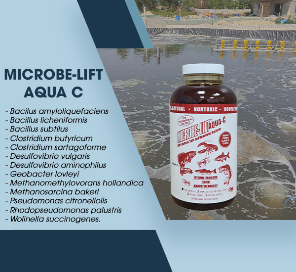 Men vi sinh Microbe-Lift AQUA C làm sạch nước ao nuôi tôm