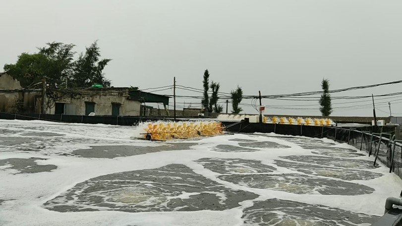 Cần phải chú ý đến hàm lượng Oxy hoà tan trong ao tôm vì nó là yếu tố ảnh hưởng đến quá trình Nitrat hóa