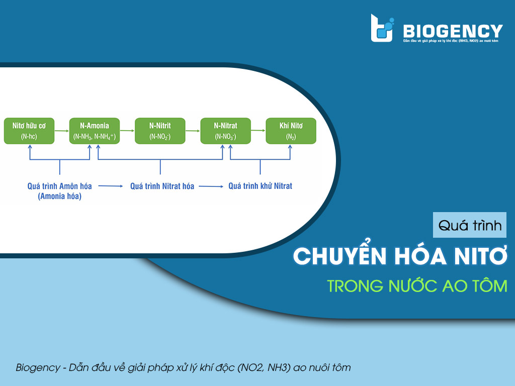 Quá trình chuyển hóa Nitơ trong nước ao tôm diễn ra như thế nào?