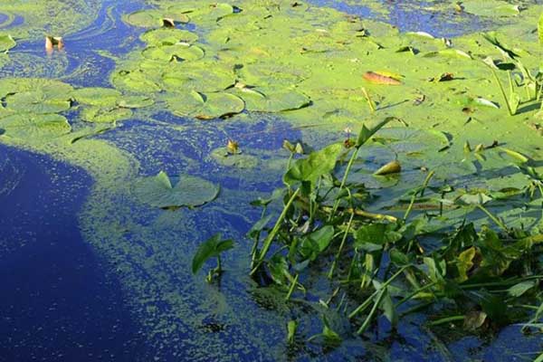 Hiện tượng tảo nở hoa có thể giải phóng độc tố anatoxin-a vào không khí. 