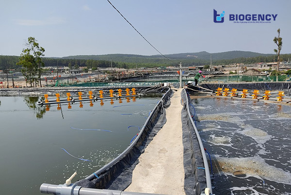 Nước ao nuôi tôm sau khi sử dụng men vi sinh Microbe-Lift (trái) và ao đối chứng không dùng men vi sinh Microbe-Lift 