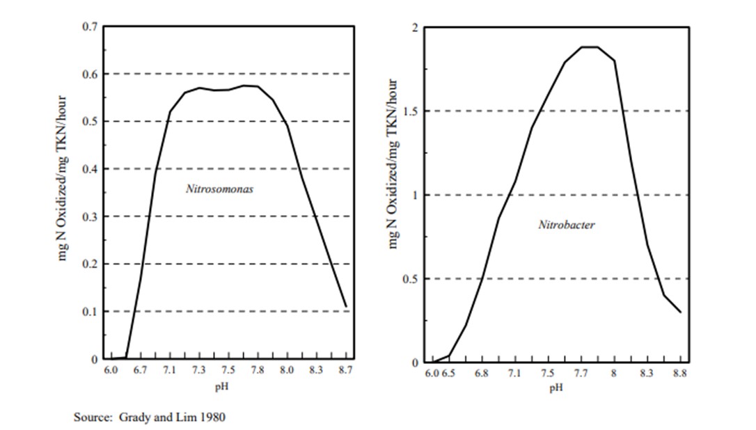 pH là yếu tố ảnh hưởng quá trình Nitrat hóa cần được lưu ý.
